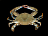 Callinectes ornatus, Shellig's crab, SEAMAP collections